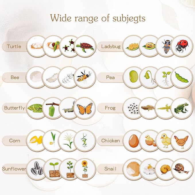 Wooden Life Cycle Tray for Kids - Frogs, Butterflies, Chickens, 40 Pieces - Preschool Learning Activities Puzzle Board, Toddlers Education Kit, Classroom Toys for Boys and Girls