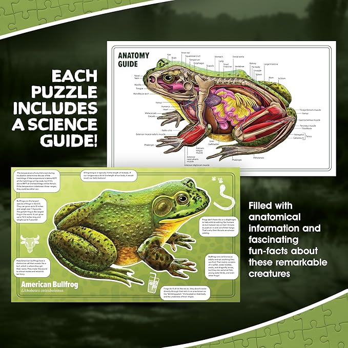Bullfrog Animal Anatomy Floor Puzzle | 100-Piece Double Sided Jigsaw Puzzle | Large-Sized, Over 4 Feet Scientifically Accurate Illustration of Frog - Fun and Educational Toy for Kids, Toddlers