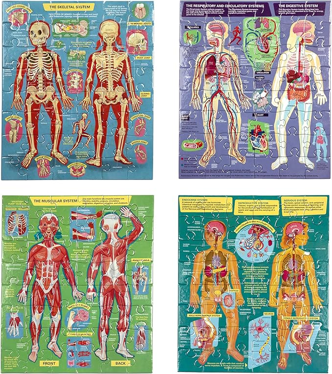 eeBoo: Ready to Learn: Human Anatomy 4-Puzzles - Body Systems Set of 4-48 Piece Jigsaws, Includes Educational Poster, Kids Ages 8+