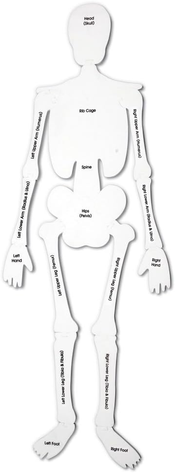 Learning Resources Skeleton Floor Puzzle, Homeschool Accessory, Anatomy Puzzle, Floor Puzzle, 15 Pieces, Ages 3+, Multi-color