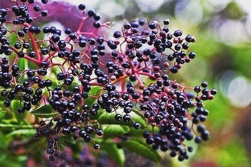 Norm's Farms Wellness Black Elderberry Syrup with Honey, Cinnamon & Cloves - Made in USA, Natural Immune Support, No Alcohol or Fillers, Gluten-Free, Non-GMO, Vegan, Pure Elderberry Juice Syrup - 8 Oz