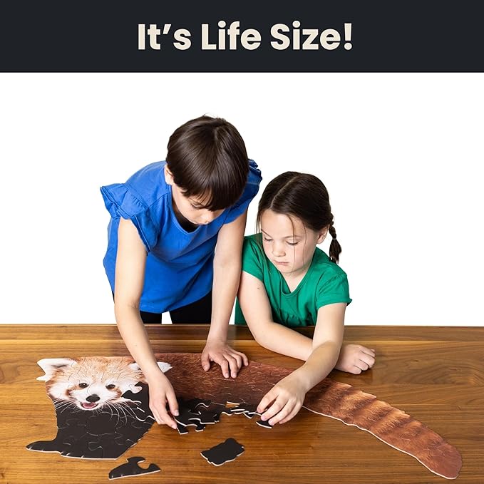 50 Piece Trivia Floor Jigsaw Puzzle - Life Size Red Panda - Educational Trivia On Each Piece – Fun Gift for Kids Enjoyable for Adults, Ages 3+ XL Puzzle Size Assembled 15.5" x 36" - Made in USA