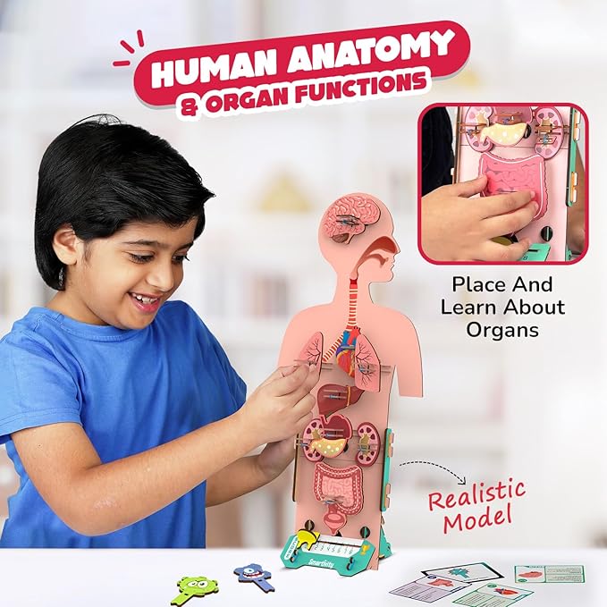 Smartivity Human Body Model for Kids 6-12 Years | Learn Body Organs, Functions with Fun Card Games | Cool Birthday Gift for Boys & Girls | DIY STEM Science Toys for Kids 6,7,8,9,10,11,12 Years I