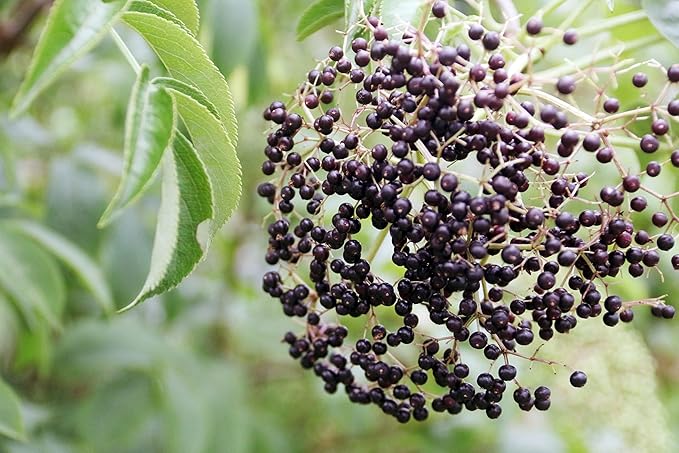 Elderberry Elixir – Immune Support for Adults & Kids – Certified Organic, Farm-Fresh Elderberry Syrup – Made in The USA (4 oz)