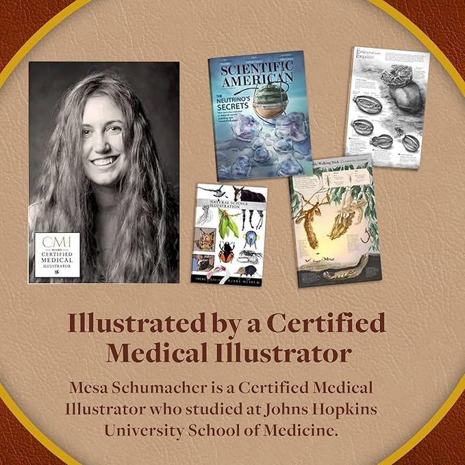 Genius Games Human Abdomen Anatomy Jigsaw Puzzle | Dr Livingston's Unique Shaped Science Puzzles, Accurate Medical Illustrations of the Body, Organs, Stomach, Liver and Intestines