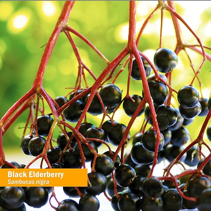 Herb Pharm Certified Organic Black Elderberry Liquid Extract for Immune System Support, Organic Cane Alcohol, 4 Ounce
