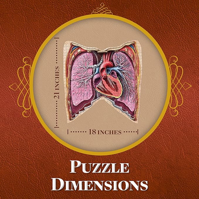 Human Thorax Anatomy Puzzle - Adult Jigsaw Puzzles Unique Gifts for Kids, Nurses, Doctors, Medical Students, Educational Science - 411 Piece Teen Floor Puzzle - Genius Games Dr. Livingston Body Model